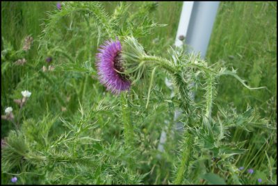 thistle